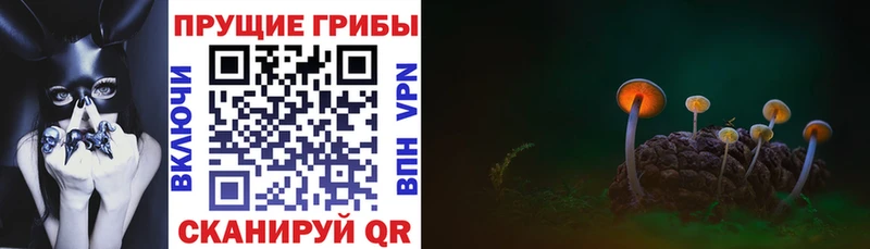 купить закладку  Агидель  Псилоцибиновые грибы мицелий 